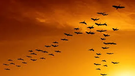 De ce se deplasează gâștele în stol?