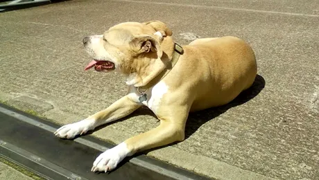 La o o săptămână după ce a fost salvat de la eutanasiere, un pitbull a salvat viața unui copil