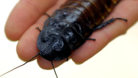 Marea evadare: cel puțin un milion de gândaci au „evadat” dintr-o fermă chineză