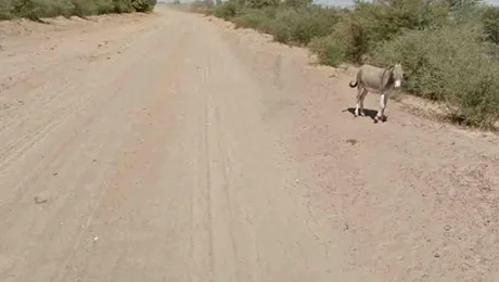 Google neagă că a omorât măgarul