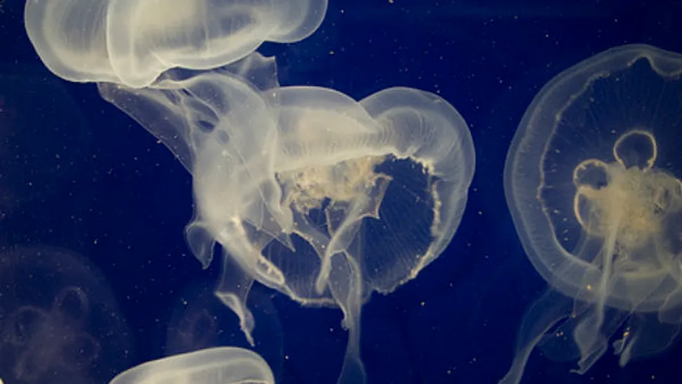 De ce înțeapă meduzele?