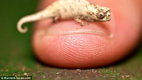 Cel mai mic cameleon din lume (Poze)