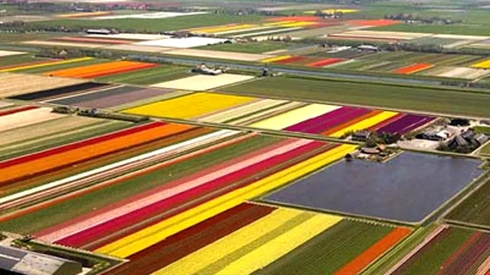 Olanda sarbatoreste multicolor Festivalul Lalelelor (Poze & Video)