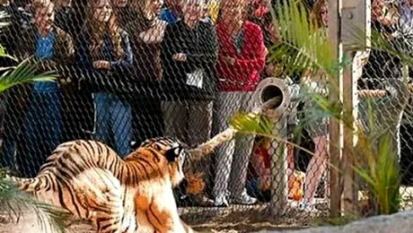 Crezi că ești mai puternic decât un tigru? (Video)