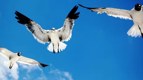 Care este cea mai rapidă pasăre zburătoare