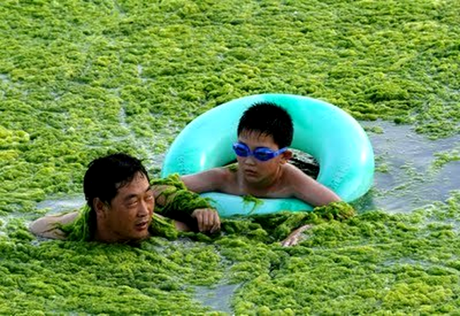 Plaja din apropierea orasului port Quingdao, China, a fost invadata de alge