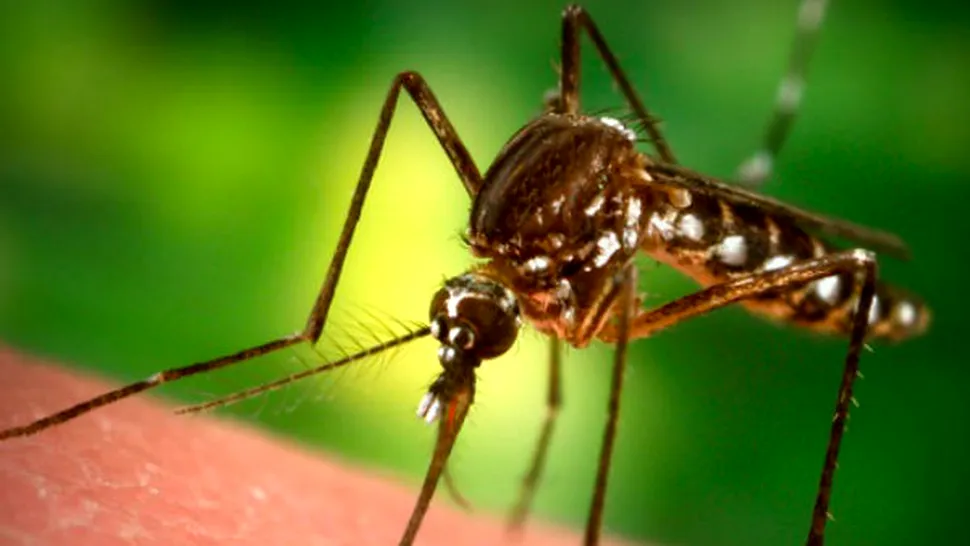 De ce avem țânțari?