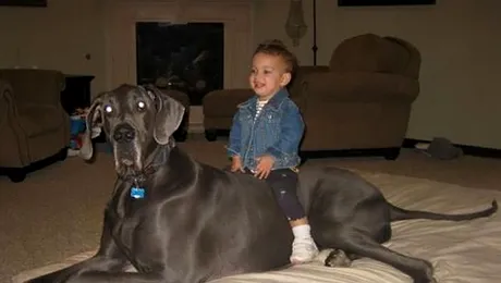 Cel mai mare caine din lume are 2 metri lungime si 114 kilograme!