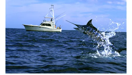 Braconieri turci opriti cu focuri de arma