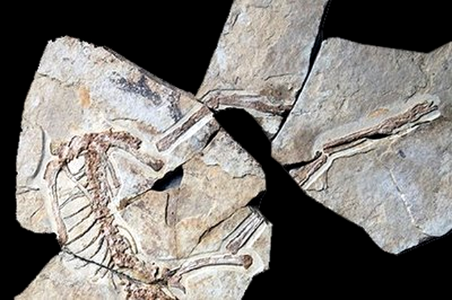 fosile de dinozauri cu pene