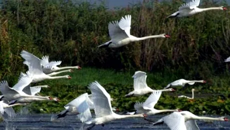 În Deltă, cu avionul! După 20 de ani, Tulcea va avea din nou aeroport!
