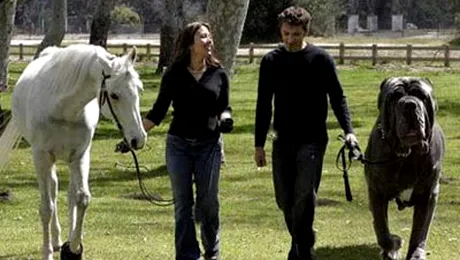 Cat de mare poate fi un Mastiff?! (Poze)