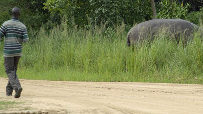 Paznicul la plimbare, hipopotamul la masa
