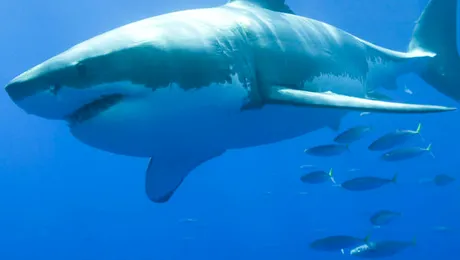 Ce mănâncă rechinii?