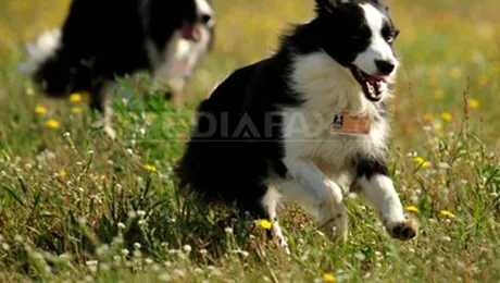 De unde vin câinii?