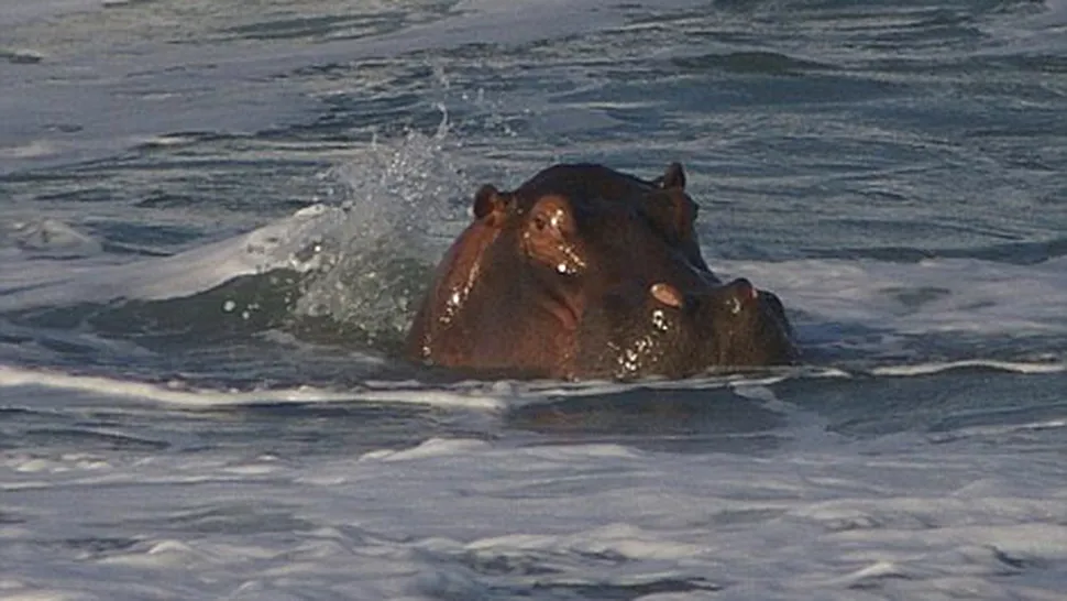 Hipopotamul care isi face siesta in ocean