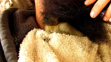 Metoda neobișnuită prin care un bărbat a salvat viața unui pui de rață