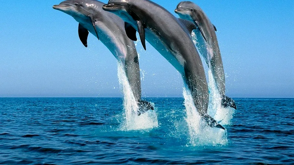 36 de curiozități despre delfini