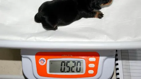 S-a născut prima clonă a unui câine britanic