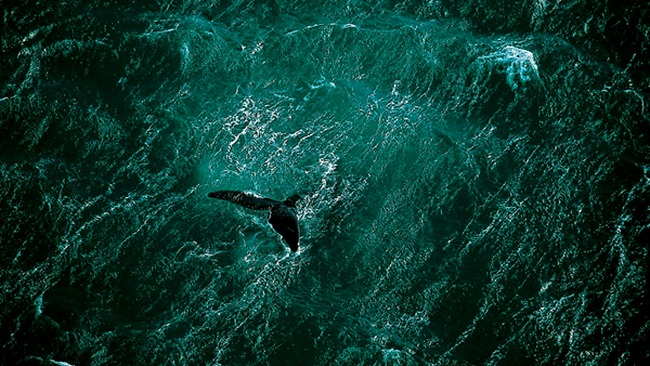 Peninsula Valdes, Argentina