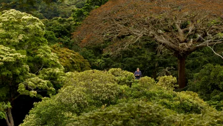 Din 13 iunie, în cinematografe: “A fost odată o pădure”
