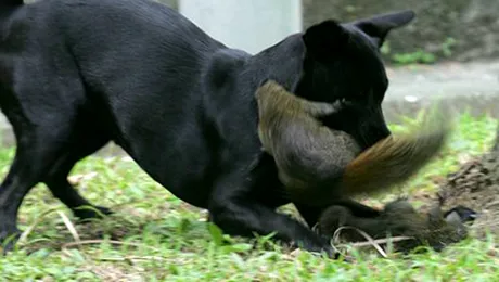 Uimitor ce poate face o mama pentru puiul ei!