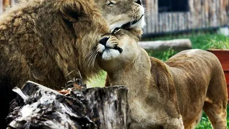 Cele mai frumoase 4 grădini ZOO din România
