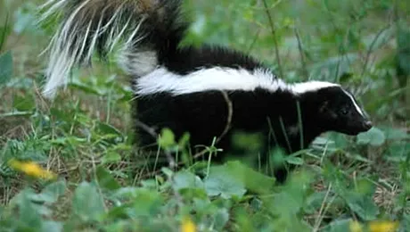 De ce miroase sconcs-ul atât de urât?