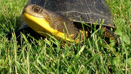 Peste 1.500 de țestoase au „fugit” de la o fermă americană