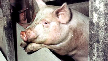 Romania a cerut CE o derogare de trei ani la asomarea animalelor