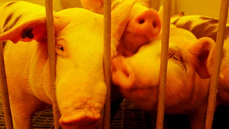 De ce nu este sănătoasă carnea de porc