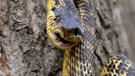 Dovada că balaurii există în România! Legenda monstrului din munţii Dobrogei