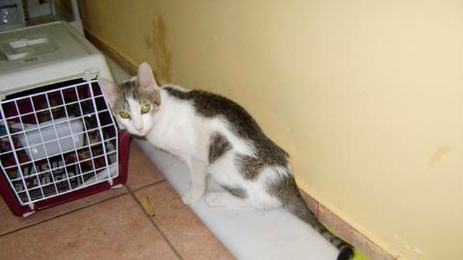 Pisicuta care isi asteapta randul la o conserva donata de iubitorii de animale