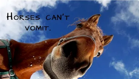 13 lucruri greșite pe care le crezi despre animale