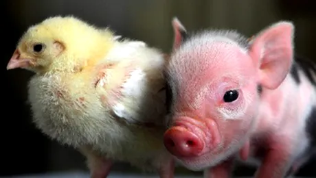 Cel mai mic si simpatic purcel din lume