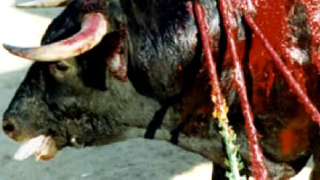 Coridele vor fi interzise in Catalonia, din 2012