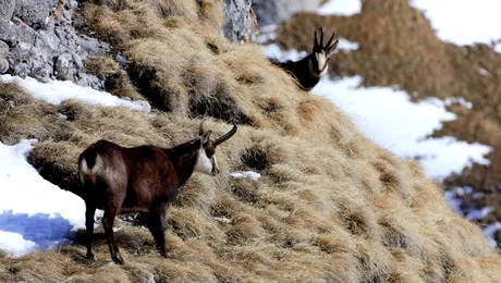 Zărneşti, un loc pitoresc la poalele Pietrei Craiului (Galerie FOTO)