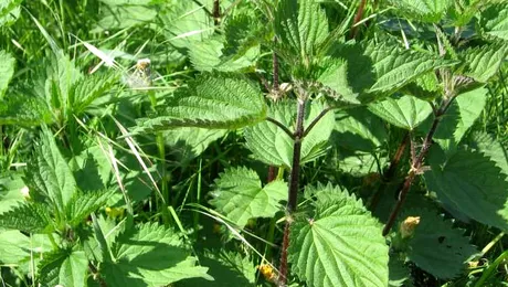 Urzica: 7 beneficii ale plantei-medicament
