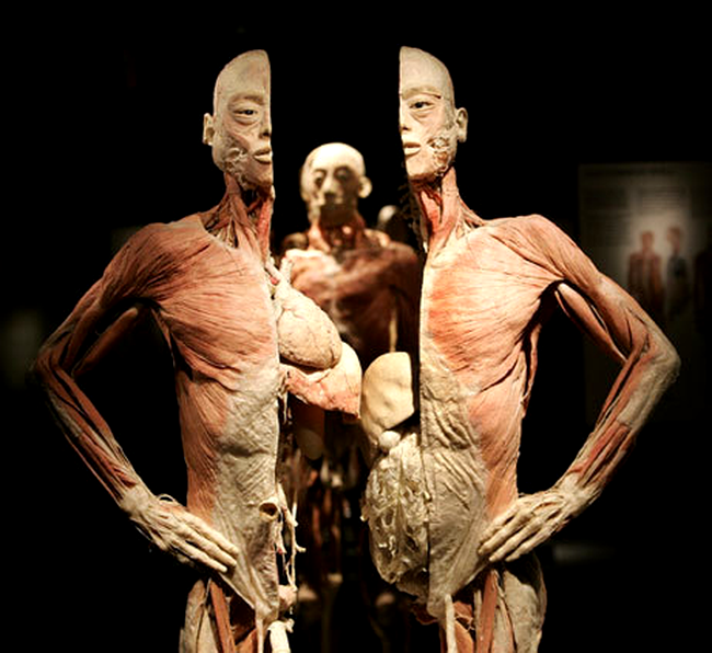 The Human Body Muzeul Antipa