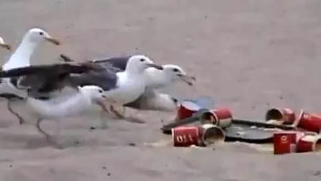 Ce se întâmplă când pescărușii iau laxative? (Video)