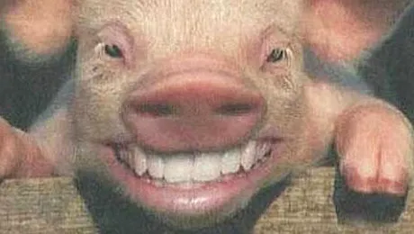 Daca n-ai bani de porc, asculta ProFM si-l castigi pe loc!