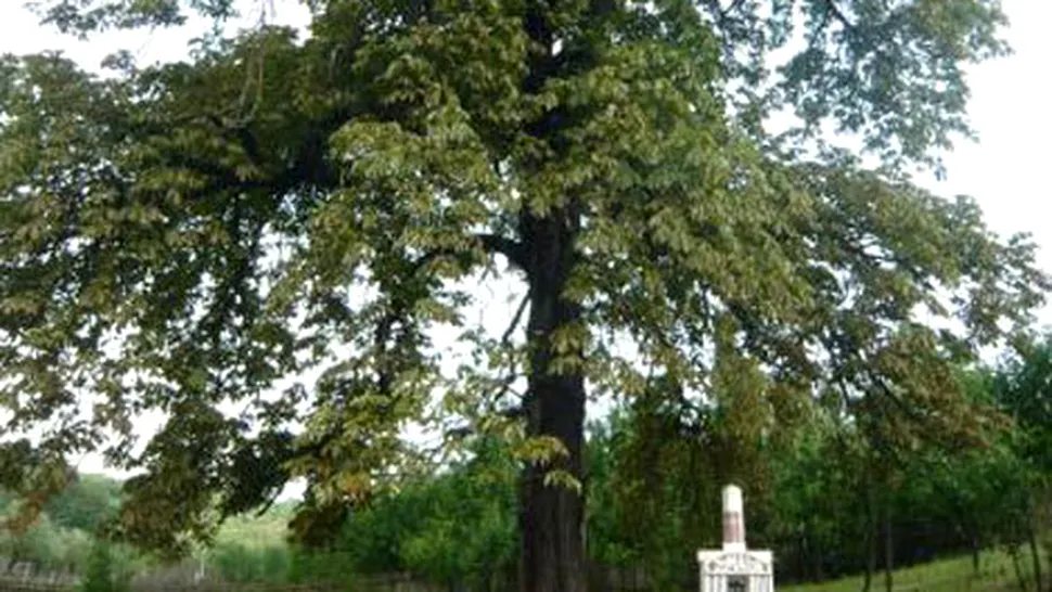 Castanul Unirii din Vișan, un monument istoric