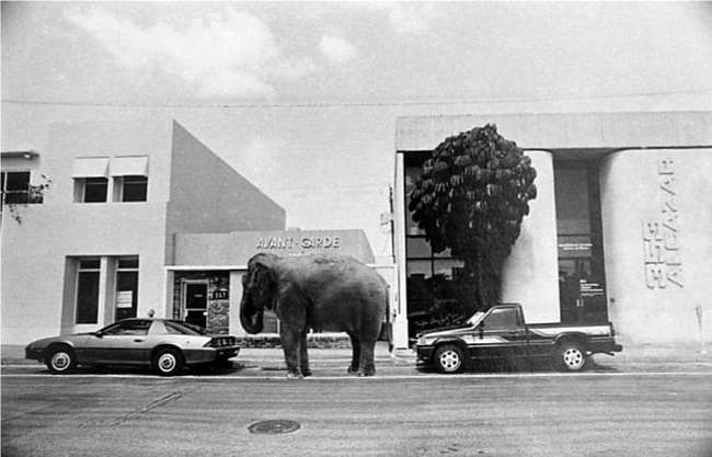 În Florida, dacă-ți parchezi elefantul plătești aceeași taxă ca la o mașină