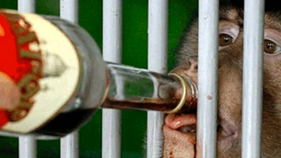 Pentru a nu îngheța, maimuțele de la o grădină ZOO primesc vin fiert