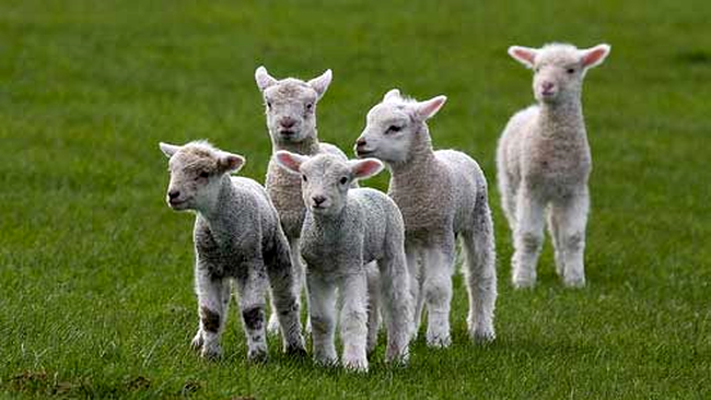 Peisaj Noua Zeelanda