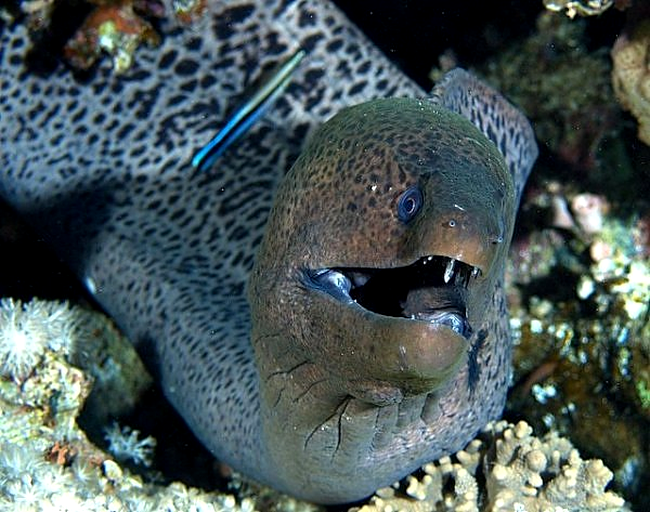 moray eel