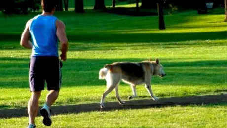 Animalele de companie reduc riscul bolilor de inimă