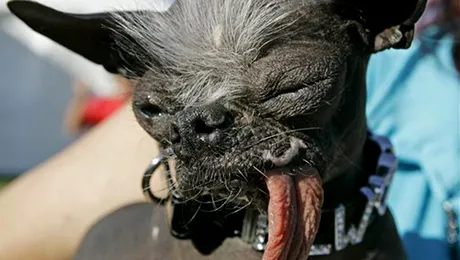 A murit cel mai urât câine din lume