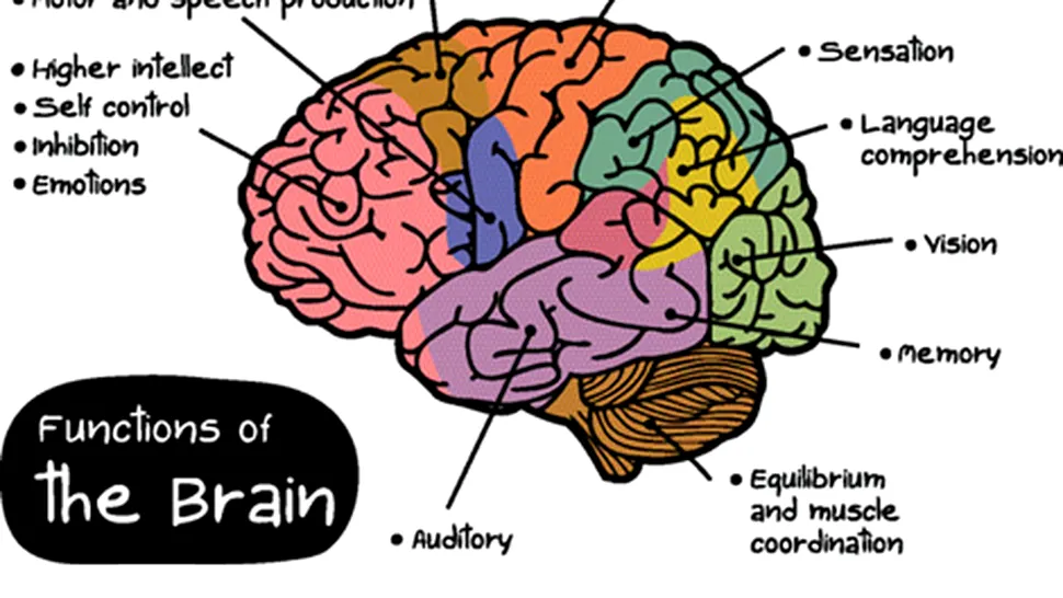 Partile creierului influenteaza personalitatea umana