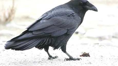 10 lucruri pe care nu le știai despre corbi!